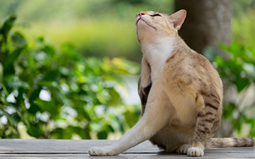 Flöhe bei Katzen breiten sich meist auch in der Umgebung aus und sollten behandelt werden.