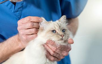 Hautpilz bei Katzen, auch Dermatophytose genannt, wird durch Sporen übertragen.